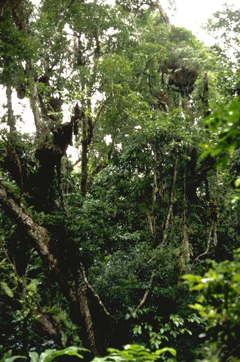 Daintree Tropical Rainforest