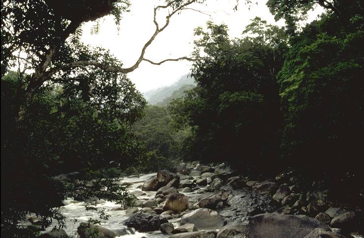 Mossman Gorge