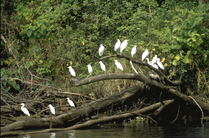 Daintree River