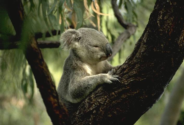 Magnetic Island - Koala