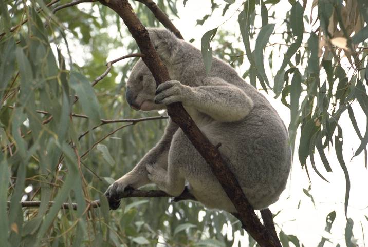 Magnetic Island - Koala