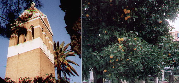 Palms and orange trees lighten the cemetery atmosphere