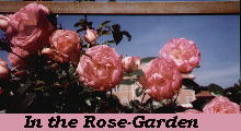 In the Rose-Garden