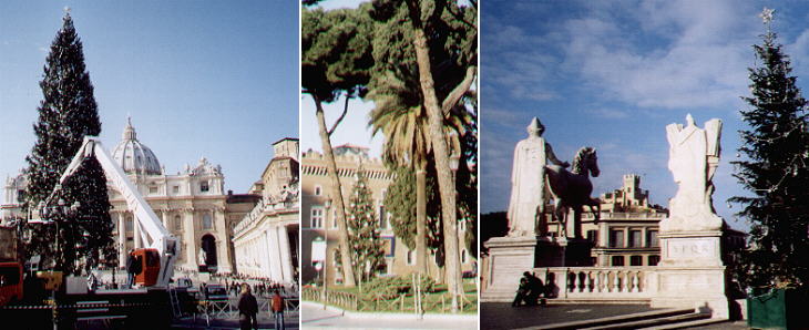 Christmas trees in Piazza S. Pietro, Piazza Venezia and Piazza del Campidoglio