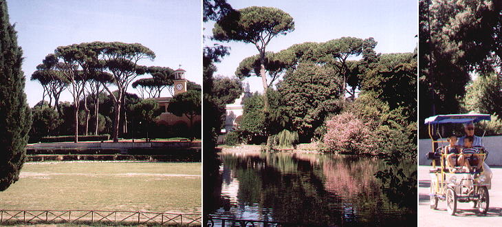 Pines in Villa Borghese