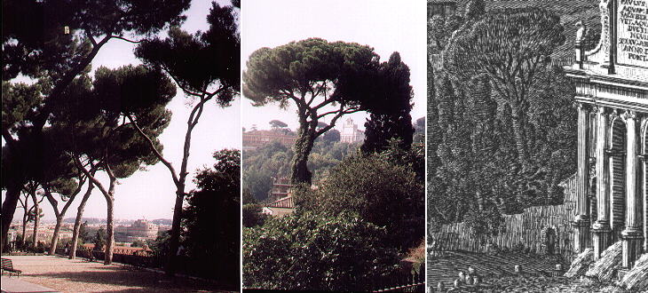 Pines at the Janiculum