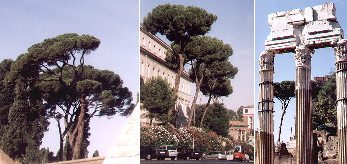 Pines near Piramide di Caio Cestio, 
near Tempio di Esculapio and Foro di Cesare