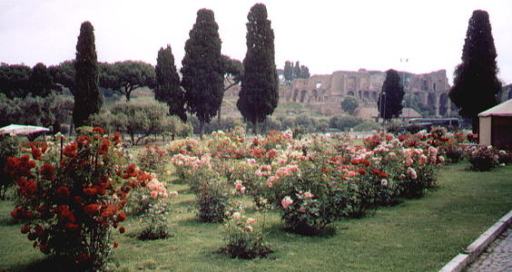 View of the lower garden