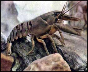 Il gambero di fiume
