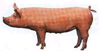 Scrofa razza Large White italiana