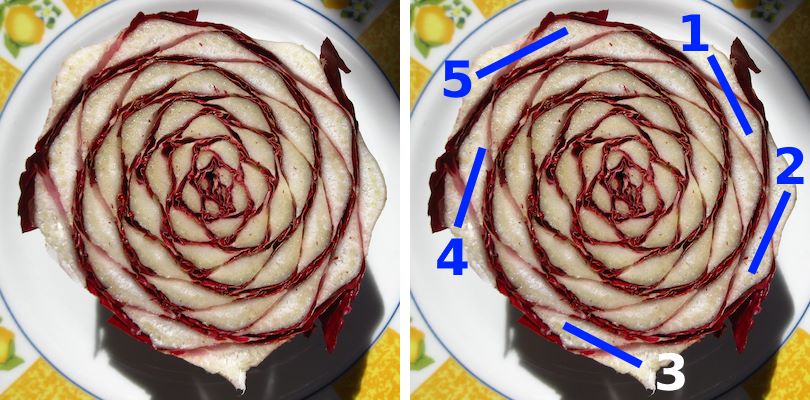 Spirali nella cicoria