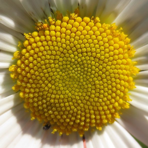 Spirali nella margherita