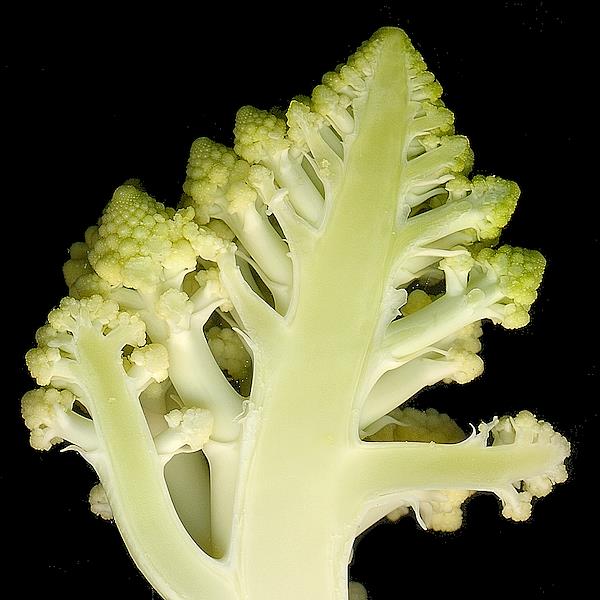 Broccolo romanesco frattale
