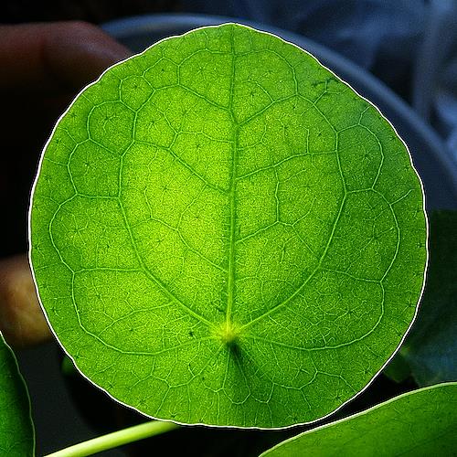 Pilea peperomioides