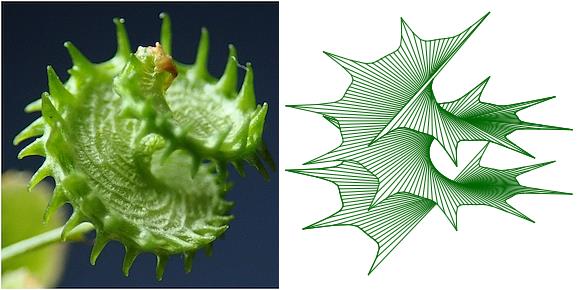Frutto elicoidale con spine erba medica