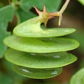 Erba medica orbicolare, frutto elicoide