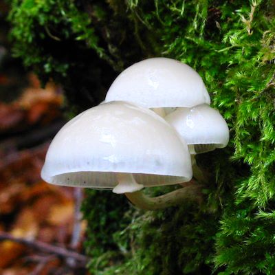 Fungo di porcellana