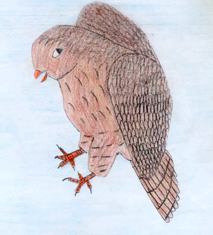 uccello gibbo.JPG (389675 byte)