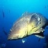 GROUPER