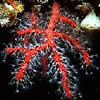 RED CORAL