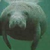 MANATEE ANTILLEAN