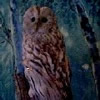 TAWNY OWL