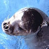 MONK SEAL