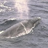 SEI  WHALE