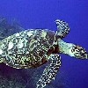 SHELL SEA TURTLE