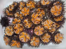Ricci sacrificali