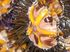 Macro su riccio