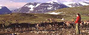 Reindeer herd