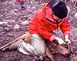 Marking of new-born calves.