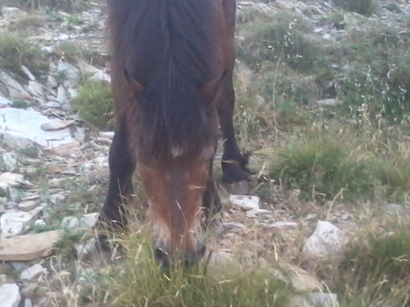 Paolo Quarantelli  Gau fidal running