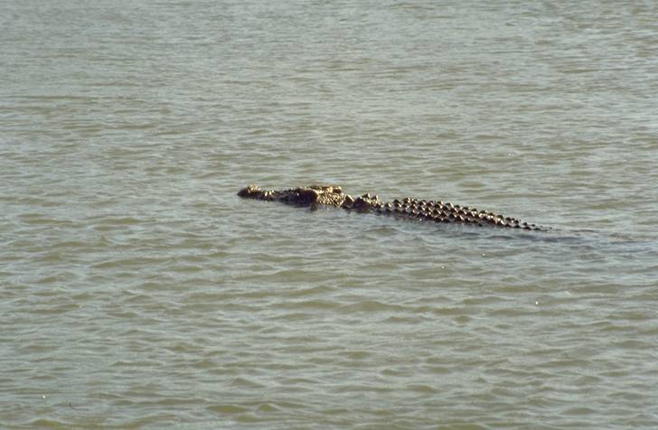 crocodile