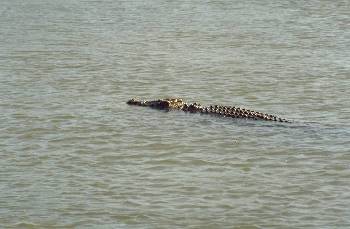 crocodile