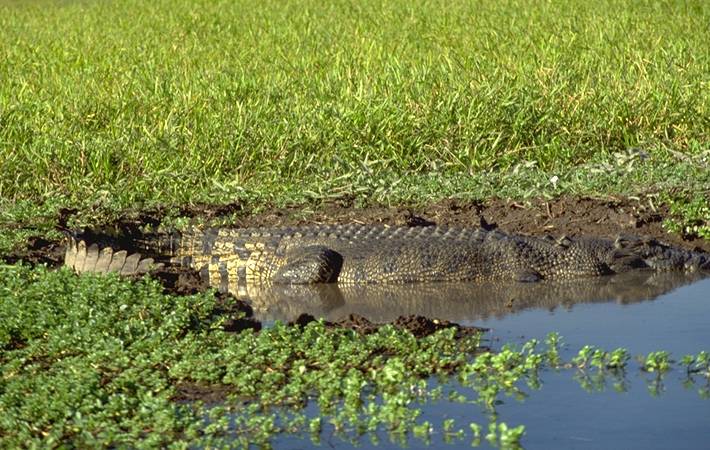 crocodile