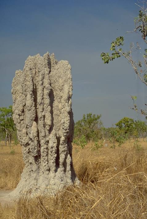termite mound