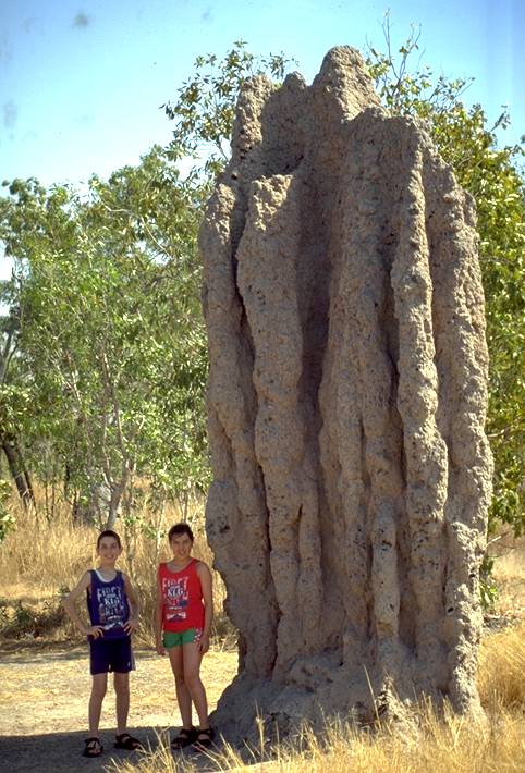 termite mound