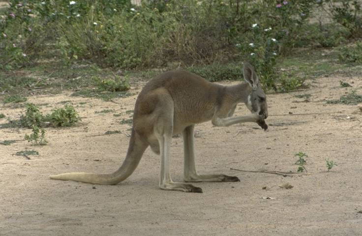 Kangoroo