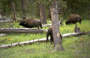 buffalo 