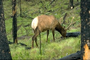 elk 