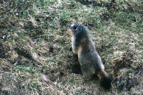 marmotta