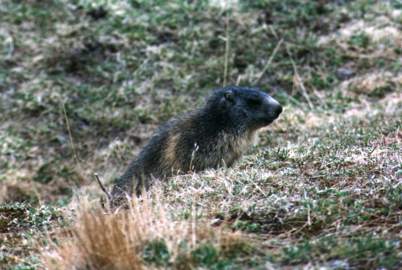 marmotta
