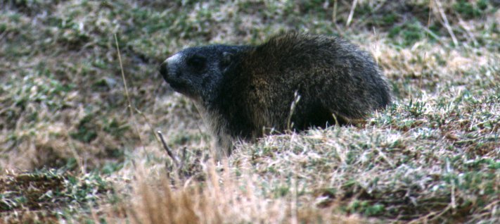 marmotta