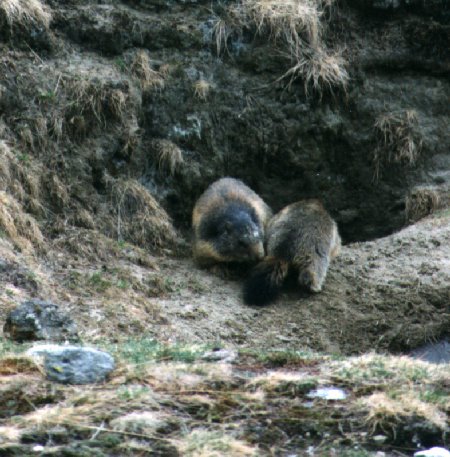 marmotta