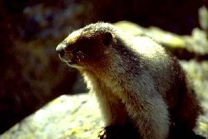 marmot